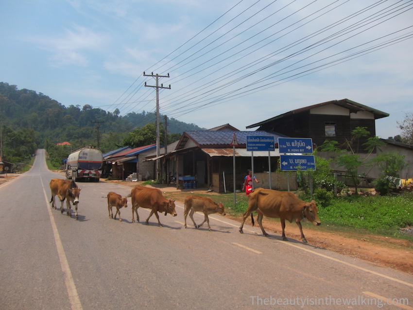 14-vaches route.JPG