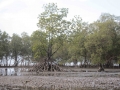 Balade dans la mangrove à marée basse