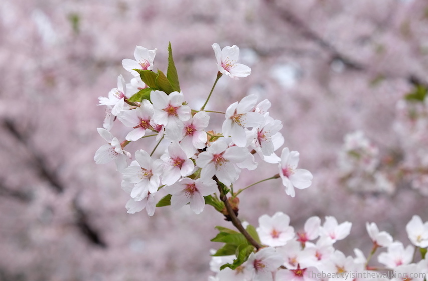 Cerisiers en fleurs - cherry blossom
